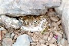 CRAPAUD