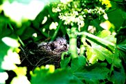 NID D'OISEAUX