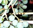 FOURMIS SUR COCHENILLE