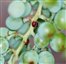 FOURMIS SUR COCHENILLE