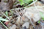 ARAIGNEE SUR SCHISTE