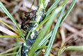 FOURMIS ET PUCERONS