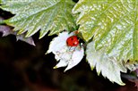 COCCINELLE SUR FEUILLE