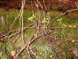 FLEURS JAUNES AVEC SARMENTS