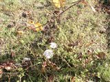 CHAMPIGNONS