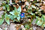 FLEUR BLEUE